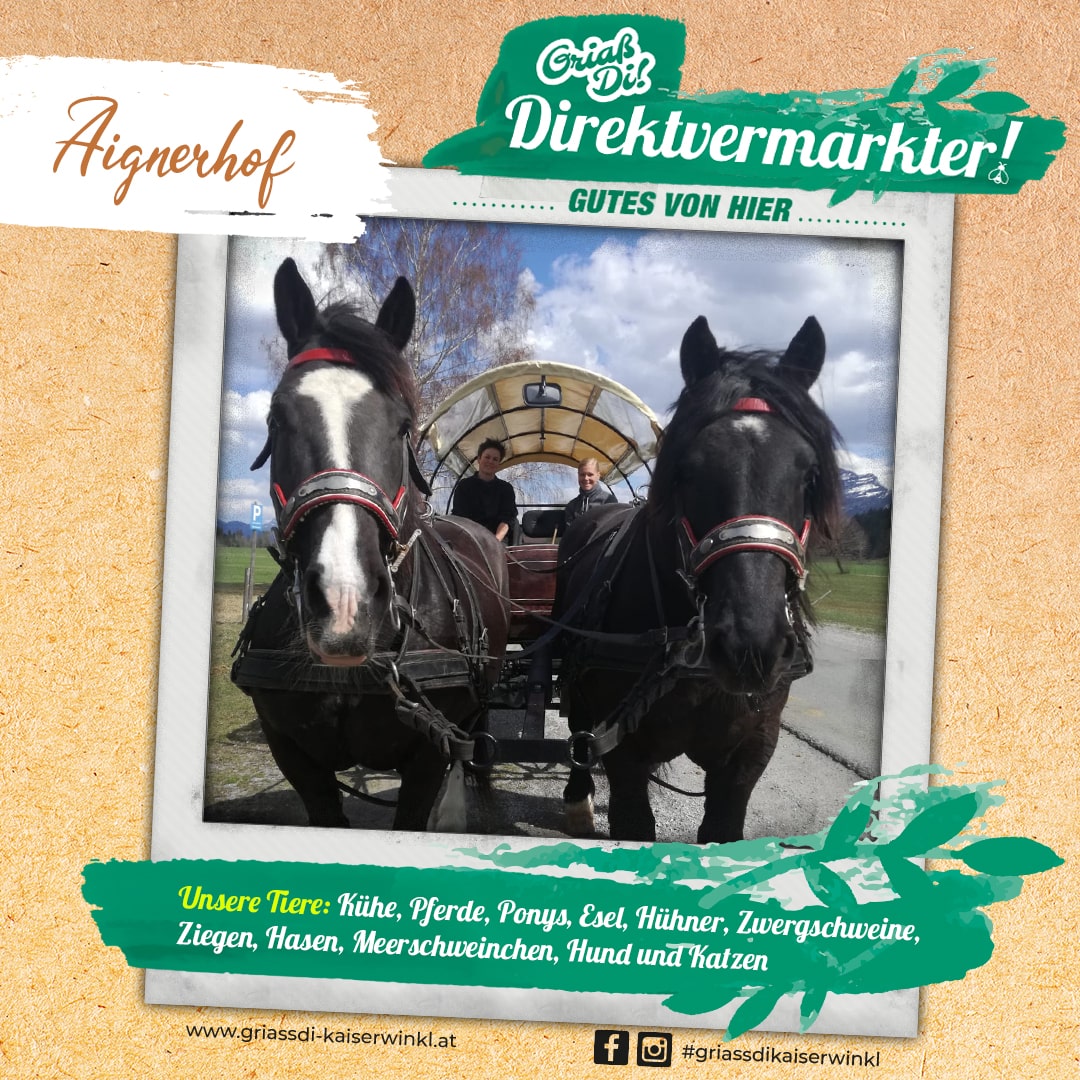 Direktvermarkter-Fotostory-Aignerhof-5-Unsere-Tiere-min